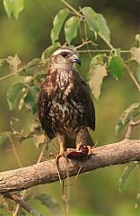 Snail Kite